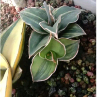 tanaman sansevieria poweli variegata sansevieria poweli variegata / tanaman hias lidah mertua / tana