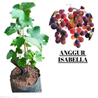 Bibit anggur isabel bibit anggur manis