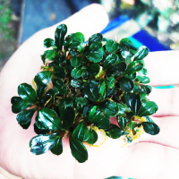 bucephalandra mini coin porsi clump