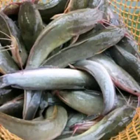 Ikan Lele 500 gram hidup