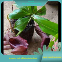 tanaman hias anggrek kantung semar cantik (RA&TH)