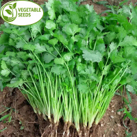 [HOT SELLING] Cilantro Seeds ( HERBS ) 100pcs Seeds - 1pack