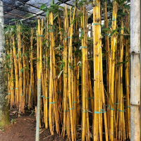tanaman hias bambu kuning - pohon bambu kuning