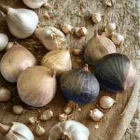 Black garlic dari bawang lanang tunggal