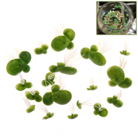 18pcs/set Aquarium Fish Tank Decor Artificial Floating Garden Water Floating Duckwees Float With Root
