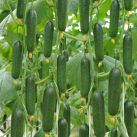 Sweet Gherkin Cucumber 20 seeds (not live plants)