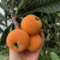 Cây Biwa, hay còn gọi là Nhót Nhật, là một loại cây thân gỗ lâu năm có nguồn gốc từ Trung Quốc và Nh