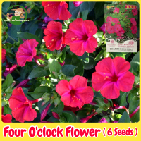 100% Legit Four O'clock Flower Seeds for Planting & Gardening (High Germination - 6 Seeds) Mirabilis