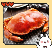 【天天來海鮮】爆蛋霸王蟹~麵包蟹~黃道蟹
