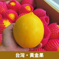 【仙菓園】黃金果 單顆約380克 3顆入