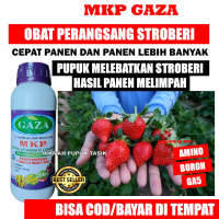 500 ML MKP GAZA - Perangsang Bunga Stroberi Organik, Pupuk Kalsium Stroberi Terbaik Ampuh Melebatkan