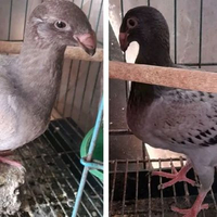 BURUNG MERPATI HIAS GBH SEPASANG "burung sesuai foto"