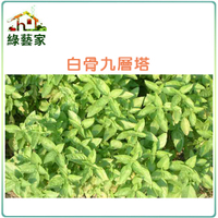 【綠藝家】F01.九層塔 (白骨羅勒)種子500顆