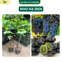(C253) Cây Giống Nho Hạ Đen Giống Nho không hạt sinh trưởng mạnh chất lượng quả cao