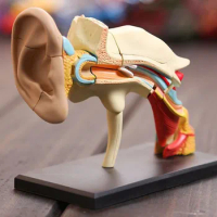 4D master Ear structure anatomical ear model assembled Human Anatomy dimensional model