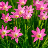 25 Umbi Bunga Rain Lily Tanda Daun