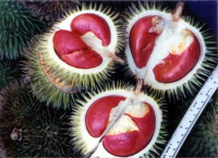DURIAN MERAH