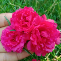 Benih Bunga Krokot Tumpuk Magenta 8 Stg Btg