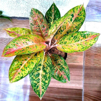 aglonema bigroy dewasa