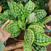 Tanaman Hias Calathea Crocata - Calathea Merak Kencur By CAH FLORA