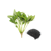 【蔬菜工坊】A84-1.青尖杏菜種子(新玉)