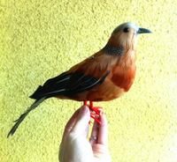 動物模型 仿真斑鳩鴿子信鴿 彩色鳥 羽毛小鳥仿真鳥攝影教科道具