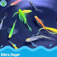 Zebra slayer ( ISI 3 ) warna warna zebra danio slayer hiasan aquarium aquascape