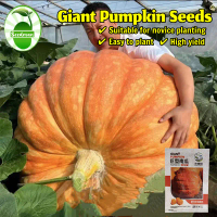 100% Original High Yield Giant Pumpkin Seeds for Planting (5 Pcs/pack) Organic Non Gmo Vegetable See