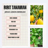Bibit jeruk lemon berbuah benih