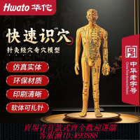 華佗牌中醫人體模型全身針灸穴位圖男女銅人十二經絡針灸穴位模型