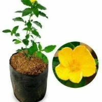 tanaman bunga yolanda kuning