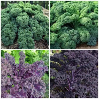 #Hạt_Giống_Cải_Kale_Xoăn ( Mua 3 gói tặng 1 gói )