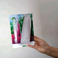 benih jagung pulut ketan putih susu