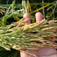 Rajasa 01 - Benih Padi Unggul 1000 Bulir Batang Besar Daun Bendera Tegak Umur 115 HSS Tinggi Anakan 