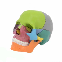 15 parts 4D 1:2 life-size color assembly human anatomy skull toy medical skeleton teaching model