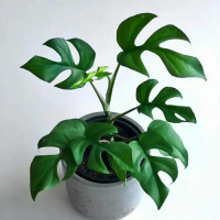 Tanaman hias Monstera Tetrasperma Mini - Monstera Minima