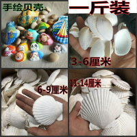 DIY繪畫涂鴉小號海螺燒烤幼兒園活動禮品魚缸天然大白扇貝殼