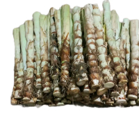 rumput odot super,makanan ternak 10 kg