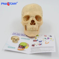 4D disassembled classic skull anatomical model 15pcs/set medical teaching tool human anatomy dental study school used Education