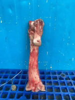 tulang kaki sapi/tulang sumsum/tulang kaki sapi murah/tulang kaki sapi fresh/tulang sapi