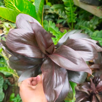 Dracaena Kemoceng Merah | Tanaman Hias Indoor Hanjuang Andong Untuk Dekorasi Rumah Taman Cantik