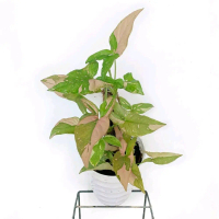 Tanaman Hias Hidup Syngonium Pink Splash - Pohon Syngonium Pink Splash - Tanaman Hias Indor Dan Outd