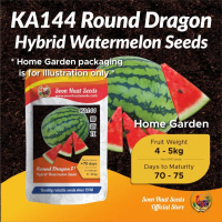 Promotion 50% off[Small Pack] Red Round Dragon Seeds 144 Round Dragon Soon Huat Seeds Ecosport High 