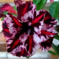 Tanaman Hias Adenium Grafting CECILIA (Size A)