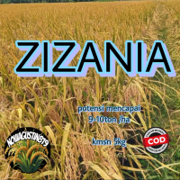 Benih padi super unggul zizania kmsn 5kg potensi mencapai 9-10 per hektar anakan produktif mencapai 