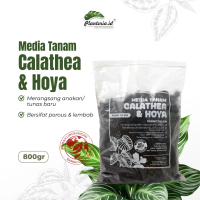 Media Tanam Calathea Premium-Calatea Orbifolia dengan Tambahan Nutrisi