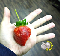 [白肉香水草莓苗 白色果肉草莓盆栽 特殊草莓苗] 2寸盆 新品種草莓苗 ～季節限定~ 先確認有沒有貨再下標!