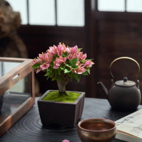 Laozhuan Triangle Plum Bonsai Triangle Plum Bonsai Indoor Balcony Courtyard Easy To Feed Seasonal Flowering Plants