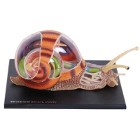 4d Snail Animal Anatomy Model Skeleton Medical Teaching Aid Laboratory Education Classroom Equipment Master Puzzle Kids Toys