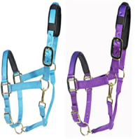Compare Favorites Colorful horse bridle and horse halter
